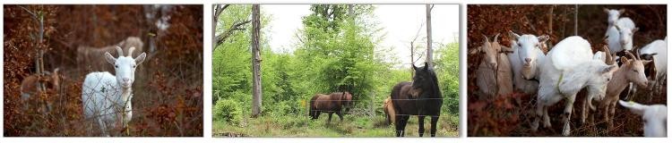 Ziegen und Pferde genießen das Leben auf der Sommerweide Ziegen und Pferde genießen das Leben auf der Sommerweide