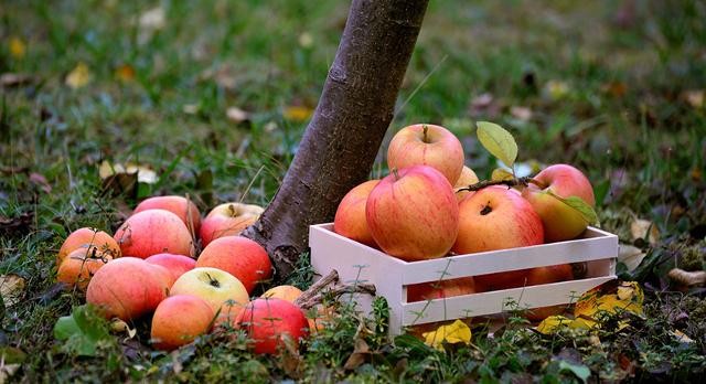 Äpfel auf Wiese