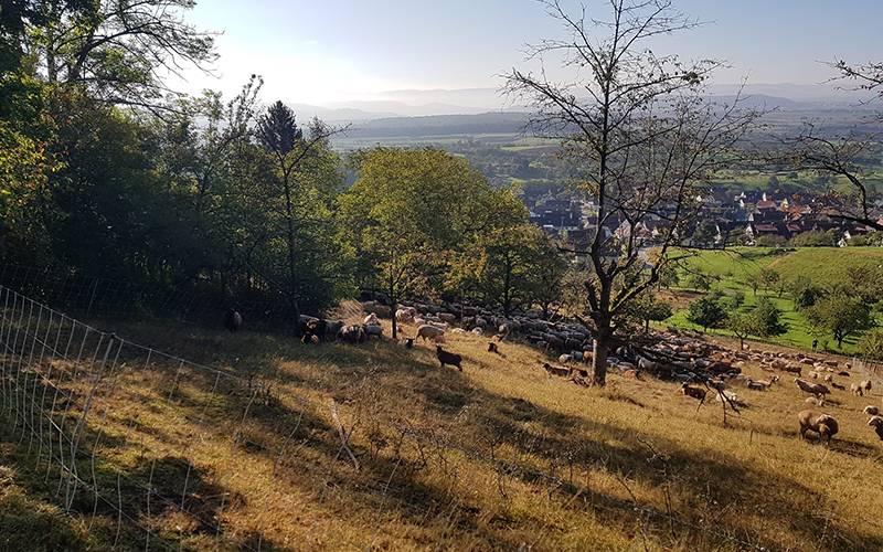 Tiere auf Weide