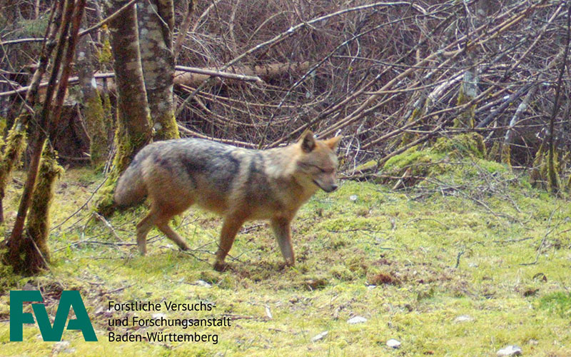 Goldschakal im Wald