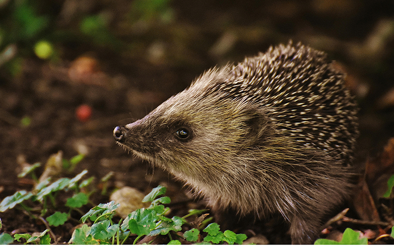 Igel im Wald
