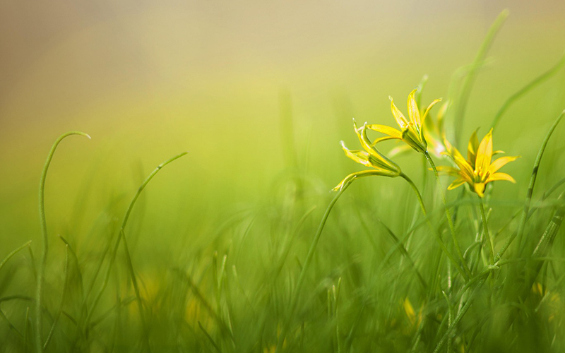 Blume auf Wiese