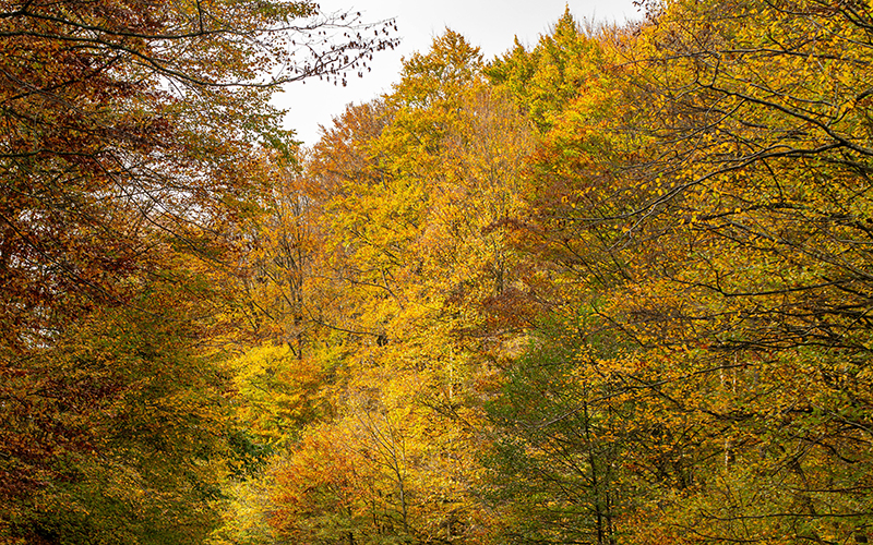 Bäume im Herbst