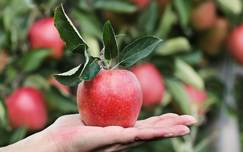 Apfel in der Hand