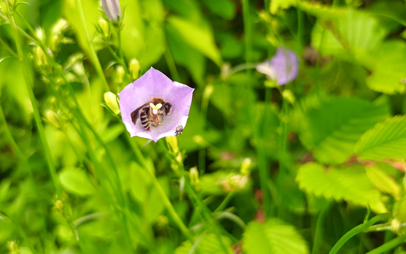 Biene auf Blume