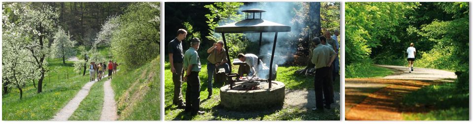 Bilder aus dem Wald
